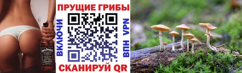Псилоцибиновые грибы Psilocybe  Миньяр 